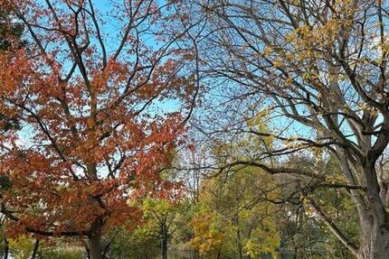 Wohnung Gießen Allendorf - 1 Zimmer, 23 m&sup2;, 450&euro; | Angebot:26039097