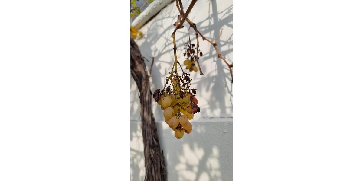 Einfamilienhaus Heuchelheim a. d. Lahn - 5 Zimmer, 100 m&sup2;, 70.000&euro; | Angebot:26129845