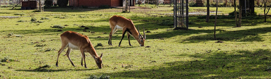 Wild- und Freizeitpark Willingen Sauerland Hessen