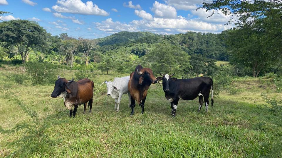 Einfamilienhaus Gießen Anneröder Siedlung - 70.000&euro; | Angebot:21249000